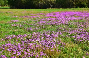 Erodium cicutarium, Field of Filaree (Erodium) wildflowers blooming on the pasture in Sweden.