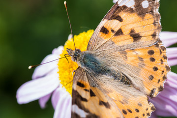 Obraz premium A beautiful orange brown butterfly sits on a flower with a yellow middle.
