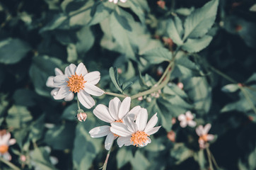 Flowers in the garde..