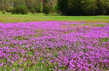 Erodium cicutarium, Field of Filaree (Erodium) wildflowers blooming on the pasture in Sweden.