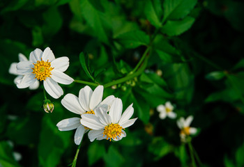 Flowers in the garde..