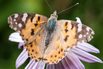 A beautiful orange brown butterfly sits on a flower with a yellow middle.