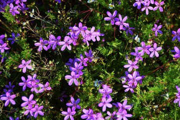 Obraz premium Erodium cicutarium, Field of Filaree (Erodium) wildflowers blooming on the pasture in Sweden.
