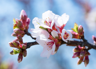 Branch of the blossoming almonds against the background of the blue sky. Springtime. Spring flowers blossom background.