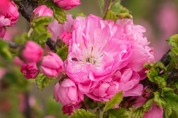 Fototapeta premium Sakura, cherry blossom. Oriental cherry blooming. Spring blossoming. Close up. 