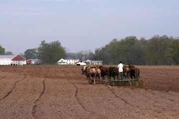 Amish Farmer Cultivating Field with Team of Horses