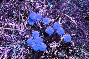 Beautiful and colorful fantasy landscape in an asian purple infrared photo style