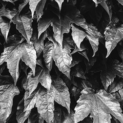 Green leaves background. Green leaves color tone dark after raining in the morning. Leaves in black and white. Nature leaves background