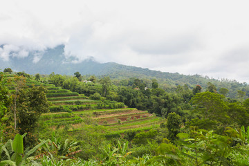 Fototapeta na wymiar Rice terraces at cloudy day in Bali