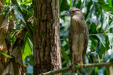 Young Black-crowned Night Heron perching on perch and looking into distance