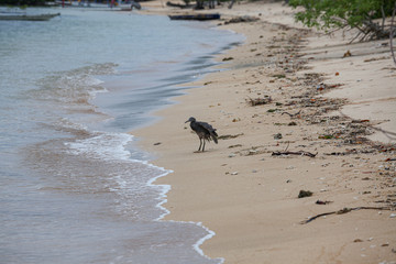 Dark heron bird in beach at Bali