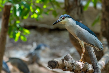 Black-crowned Night Heron perching on perch and looking into distance