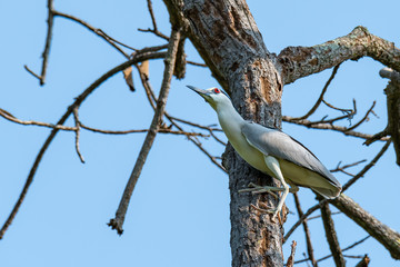 Black-crowned Night Heron perching on tree top and looking into distance