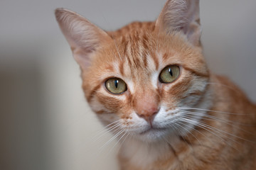 Gatto sguardo