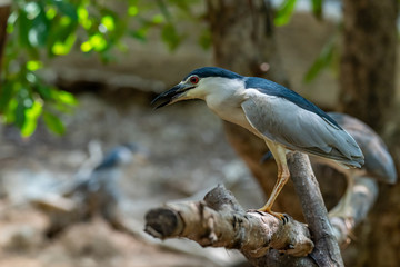 Black-crowned Night Heron perching on perch and looking into distance