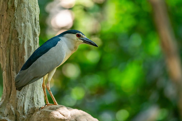 Black-crowned Night Heron perching on perch and looking into distance