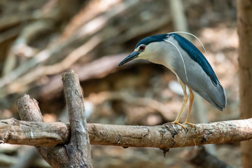 Black-crowned Night Heron perching on perch and looking into distance