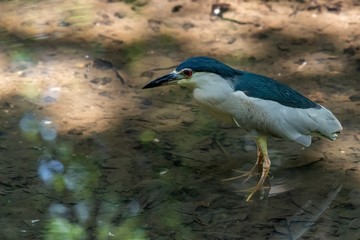 Black-crowned Night Heron wading in shallow water stream finding food