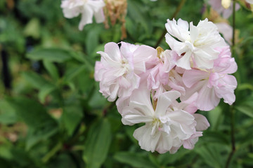 White and pink double soapwort flowers