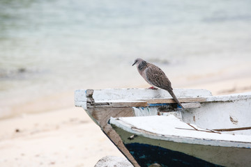 Pigeon bird in beach at Bali