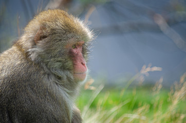Obraz premium An adult Japanese macaque