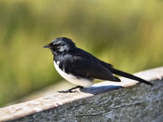 Birds