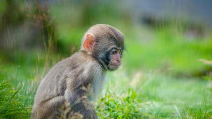 A juvenile Japanese macaque