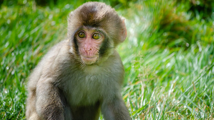 A juvenile Japanese macaque