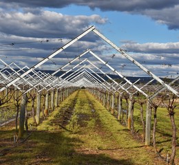 Fototapeta premium Wineries 