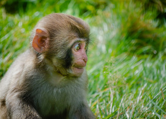 A juvenile Japanese macaque