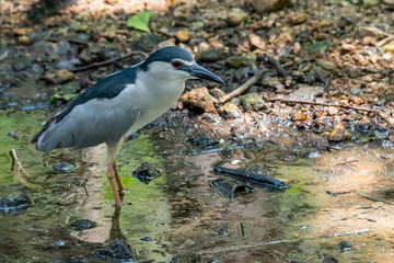 Black-crowned Night Heron wading in shallow water stream finding food