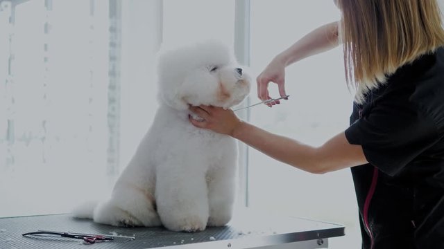 Bichon Fries at a dog grooming salon