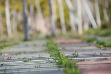 A path with growing grass among the tiles and blurred trees at the background