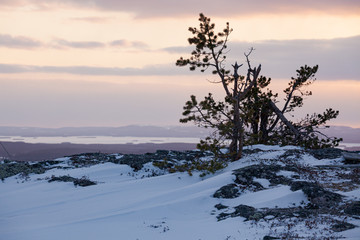 Snow and trees in arctic hill