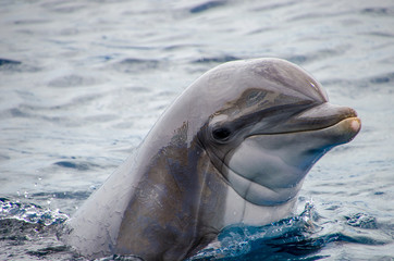 Happy dolphin saying good morning