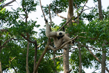 Obraz premium Monkey Gibbons on trees.