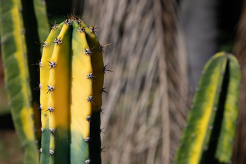Natural Beauty of Cactus with sunlight