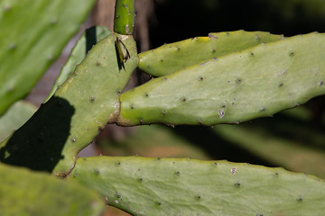 Natural Beauty of Cactus with an insect
