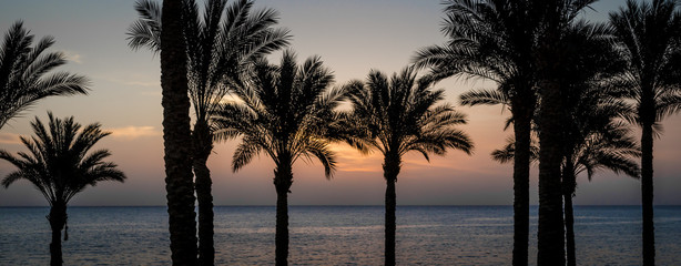 Fototapeta na wymiar evening landscape silhouette of palm trees on the background of the sunset sky and the Red Sea in Egypt