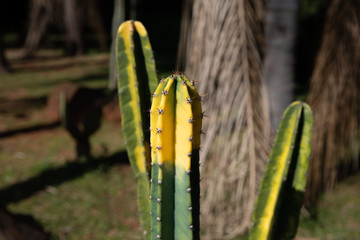 Natural Beauty of three Cactus with sunlight