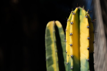 Stunning cactus on a black background