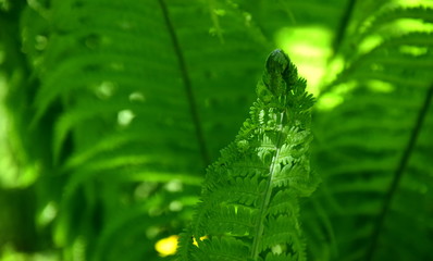 Farnblätter - Farnwedel 