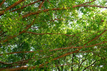 Branches of banyan trees and bright green leaves.