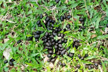 Deer feces on the grass.