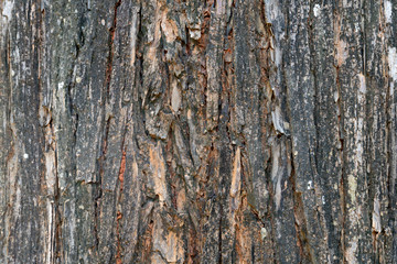 Rough surface of old trees for background and Textured.