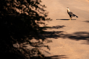 Brazilian eagle walking to hunt on shadows