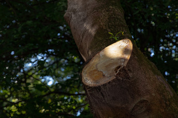 Growing despite any difficulty