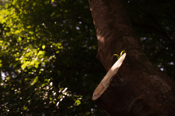 Grow despite any difficulty