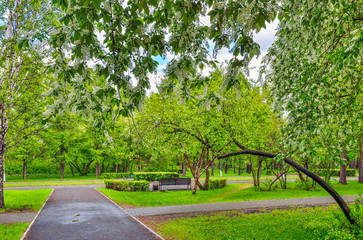 Obraz premium Urban spring landscape in city park with blossoming bird cherry trees