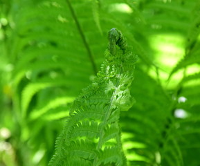 Farnblätter - Farnwedel 